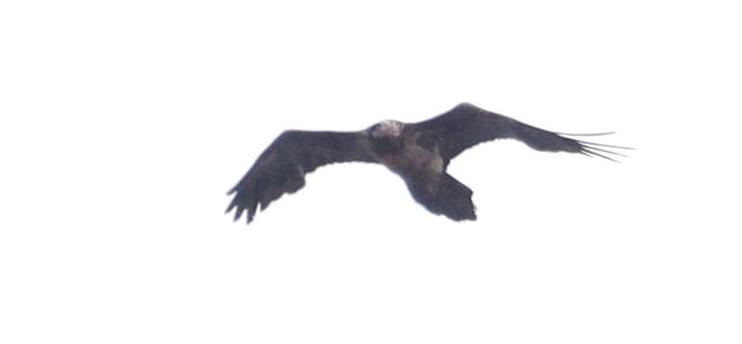 Bearded Vulture - ML620361015
