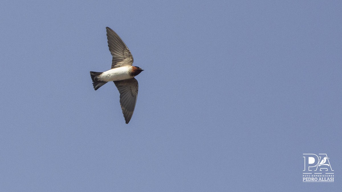 Cliff Swallow - ML620361024