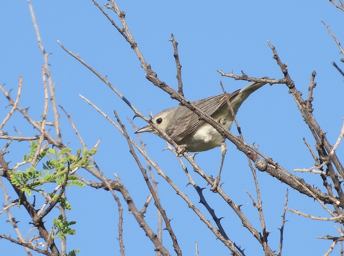 Lucy's Warbler - ML620361040