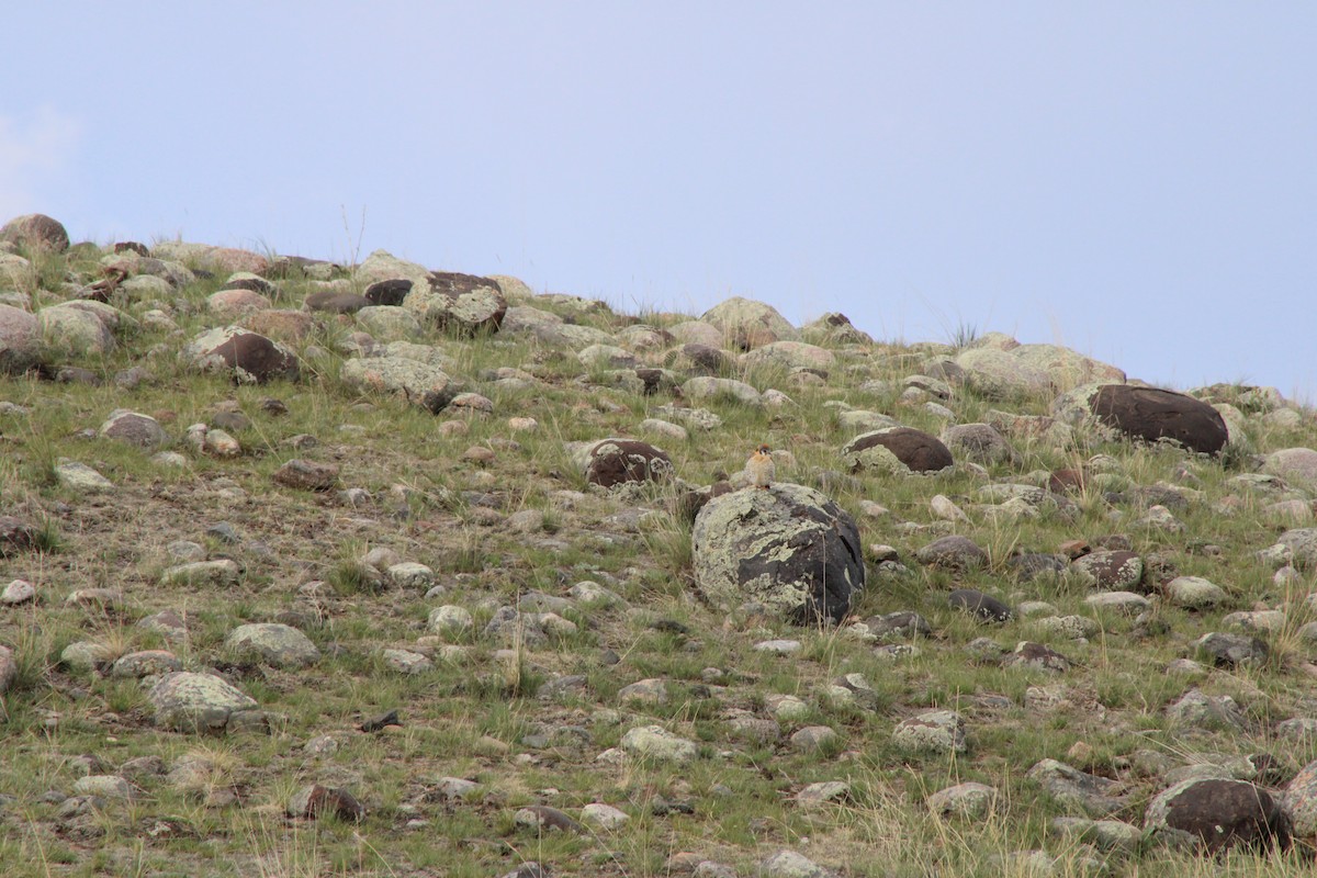 spurvefalk - ML620361041