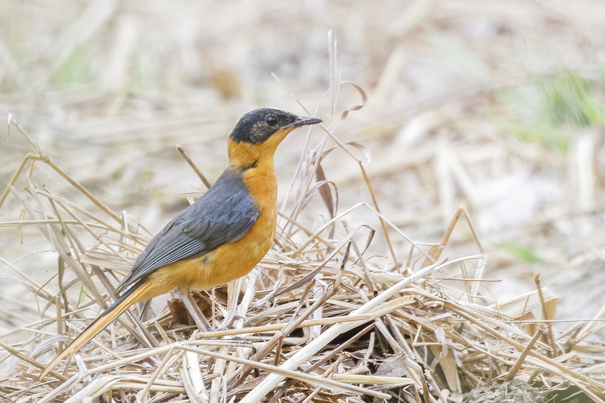 Snowy-crowned Robin-Chat - ML620361047