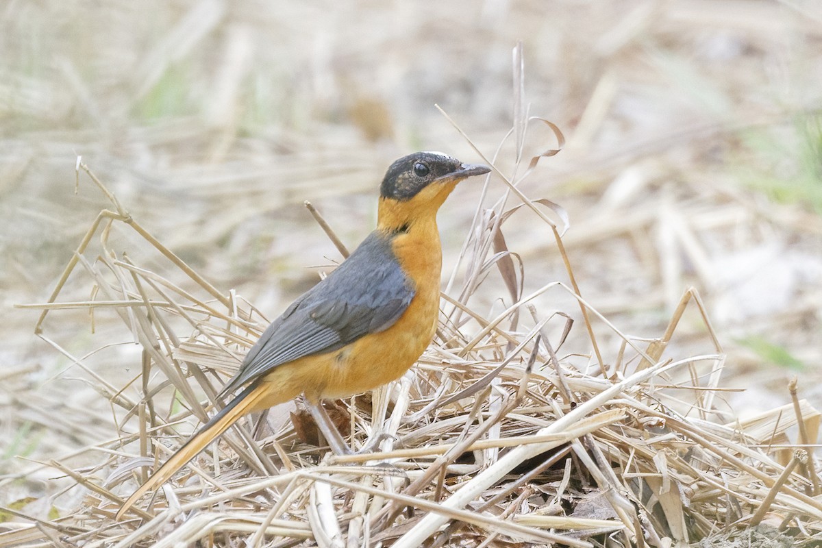 Snowy-crowned Robin-Chat - ML620361050
