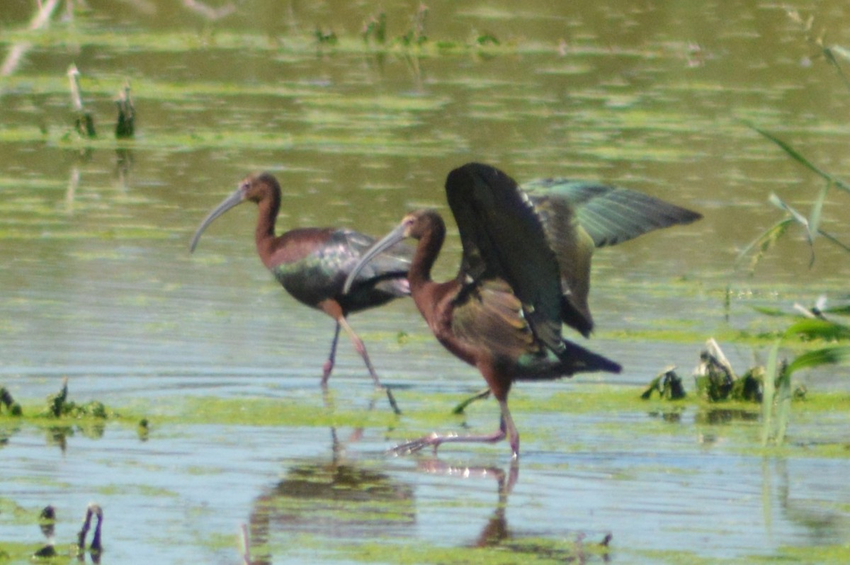 White-faced Ibis - Ryan Pudwell