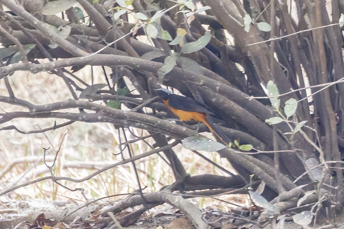 White-crowned Robin-Chat - ML620361056
