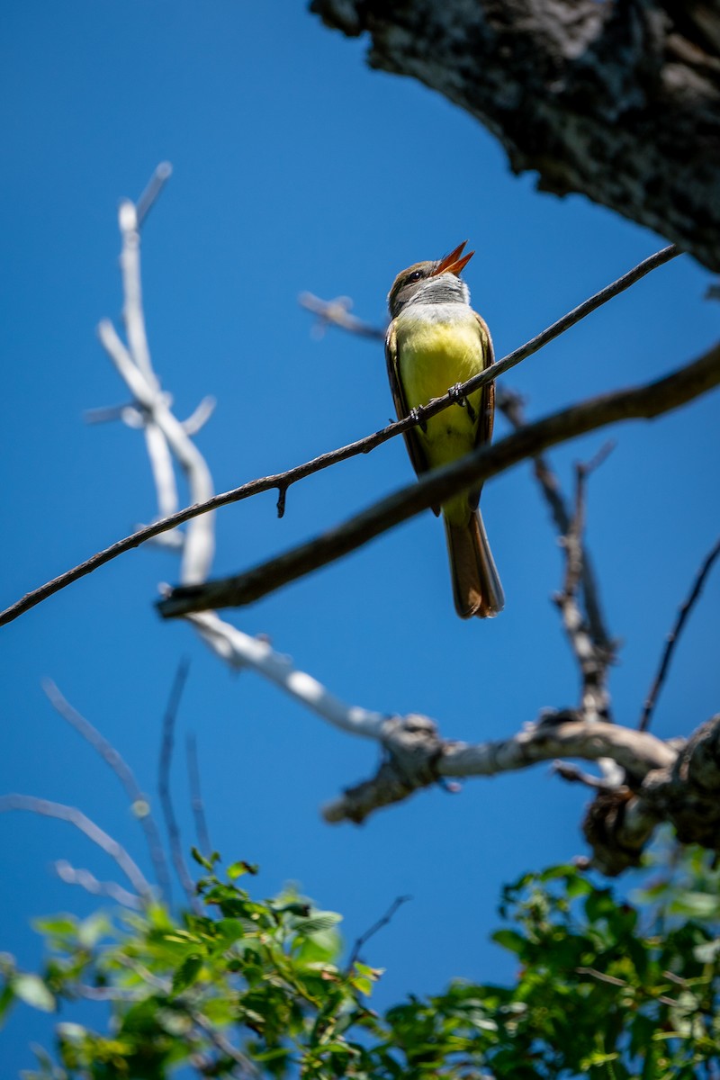 Great Crested Flycatcher - ML620361058