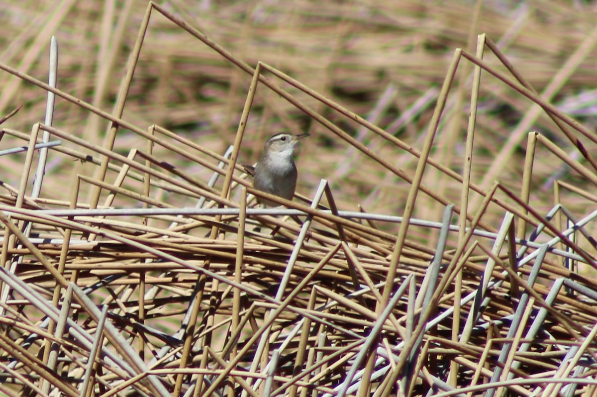 Marsh Wren - ML620361064