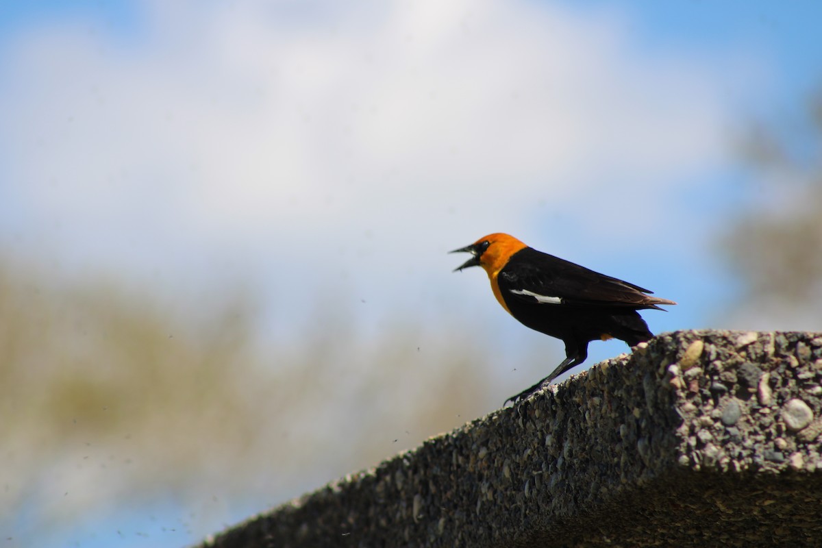 Yellow-headed Blackbird - ML620361075