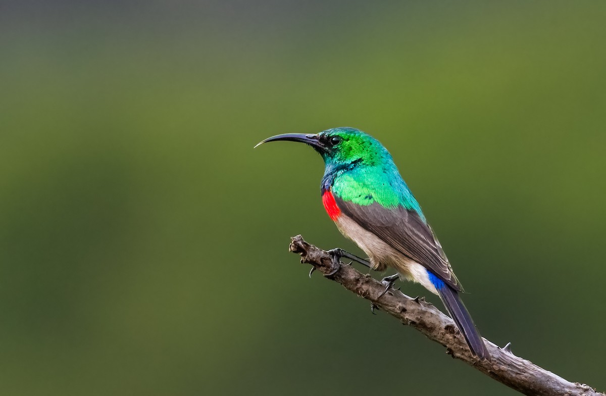 Southern Double-collared Sunbird - ML620361113