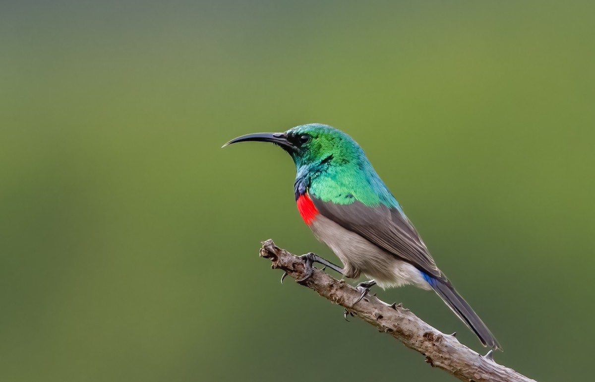 Southern Double-collared Sunbird - ML620361116