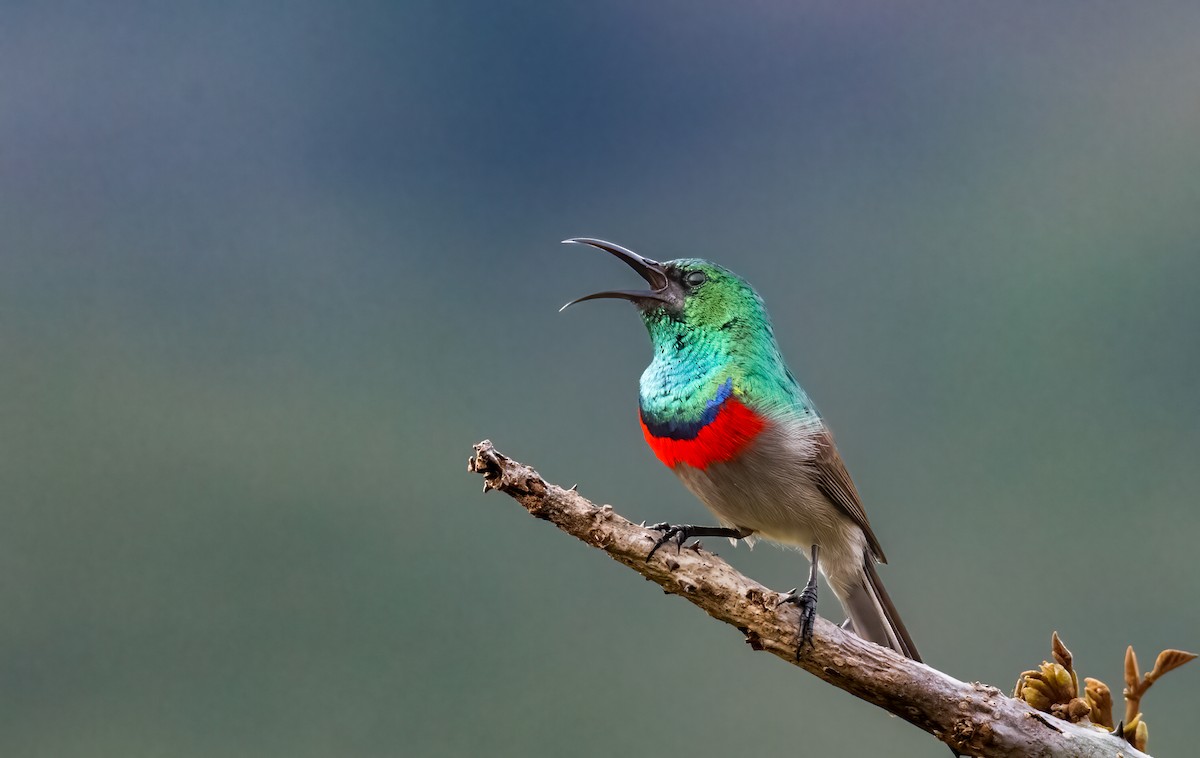 Southern Double-collared Sunbird - ML620361117