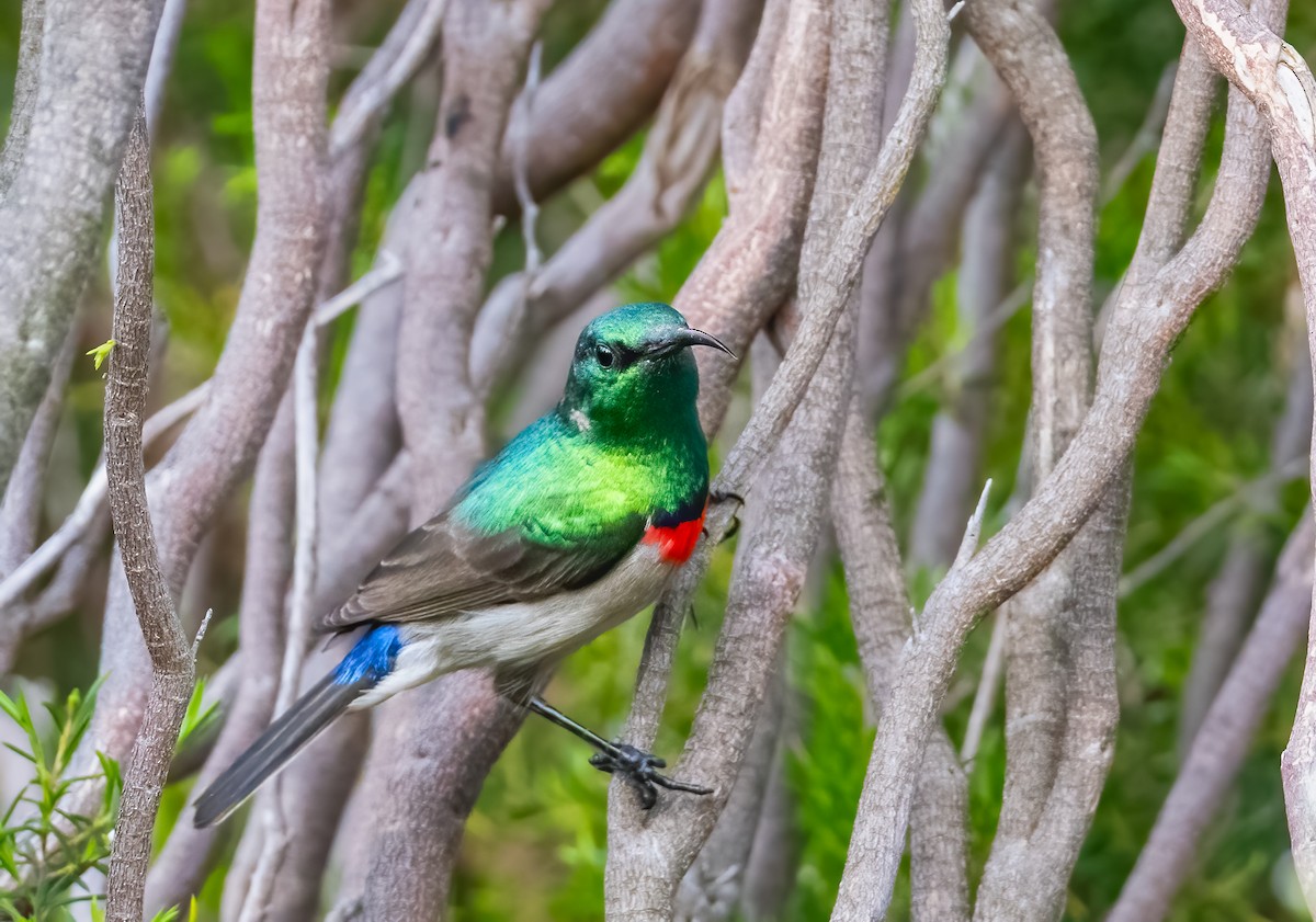 Southern Double-collared Sunbird - ML620361118