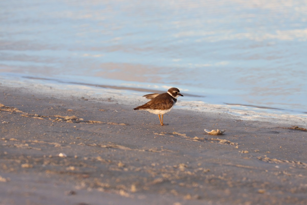 Semipalmated Plover - ML620361119