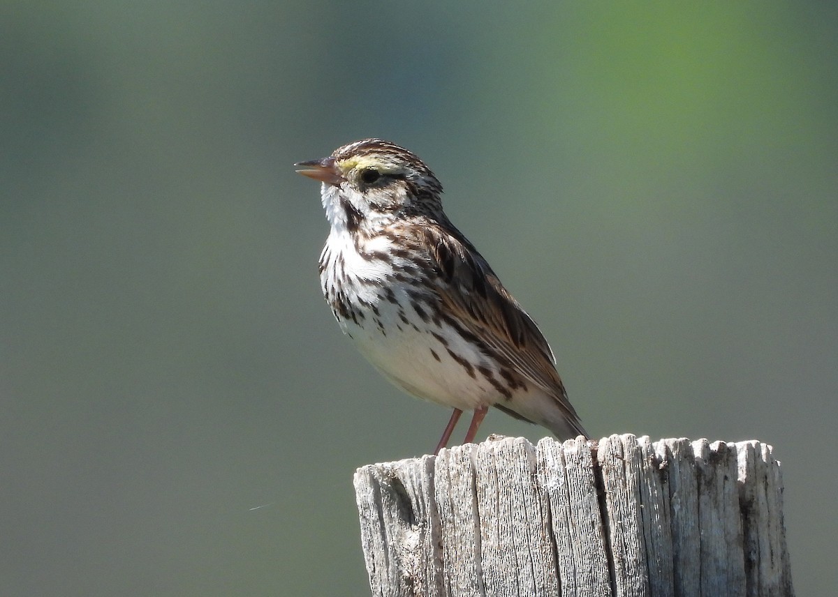 Savannah Sparrow - ML620361123