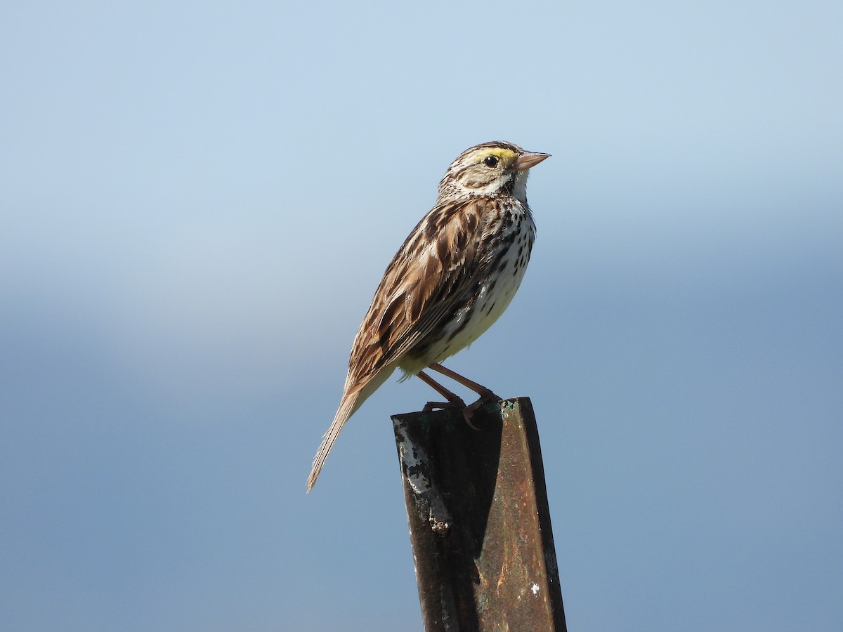 Savannah Sparrow - ML620361125