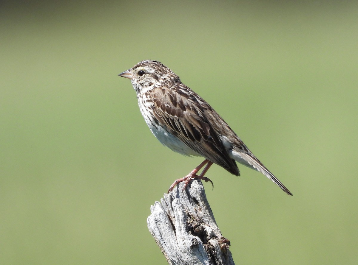 Savannah Sparrow - ML620361130