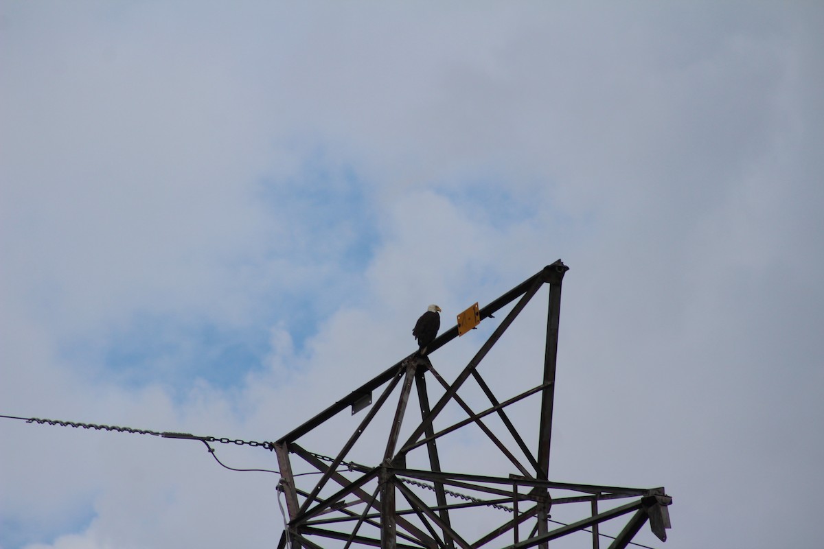 Белоголовый орлан - ML620361132