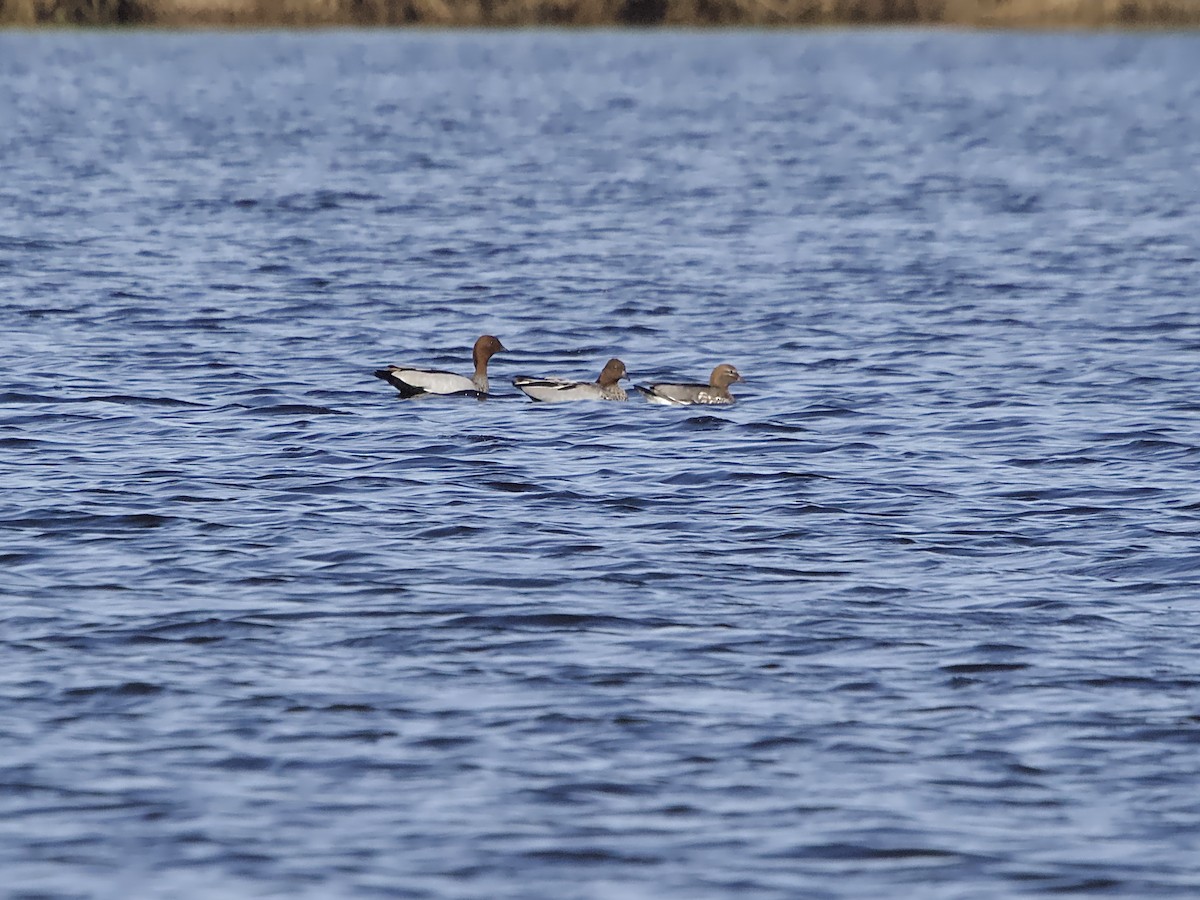 Maned Duck - Allan Johns