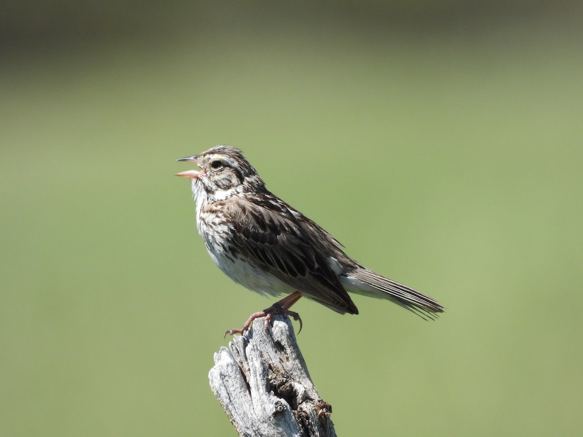 Savannah Sparrow - ML620361138