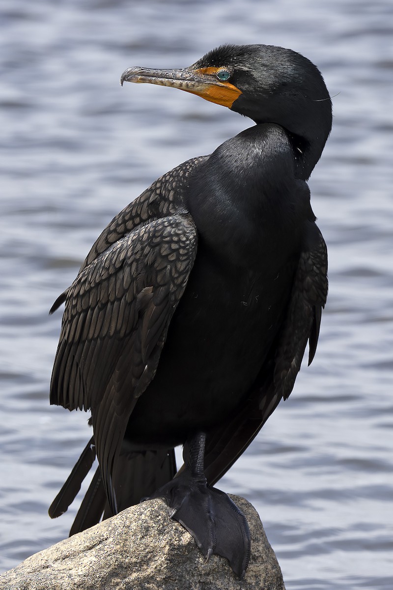 Double-crested Cormorant - Edith Auchter