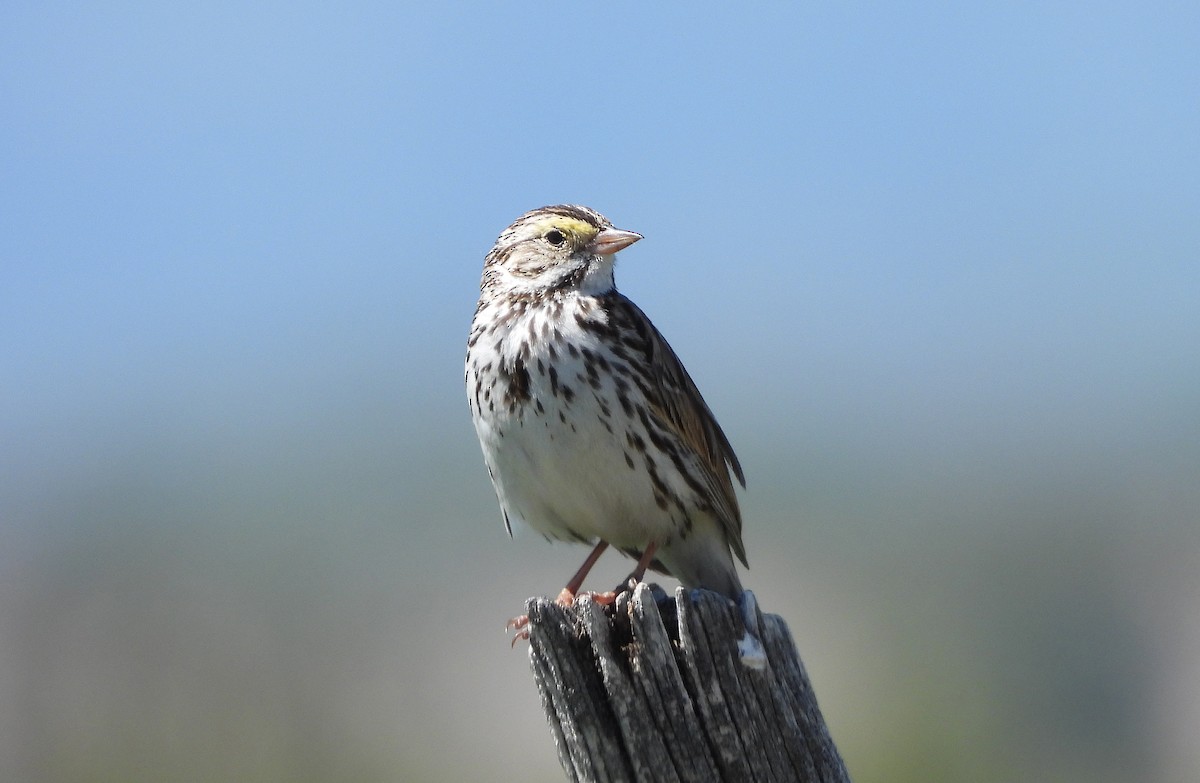 Savannah Sparrow - ML620361144