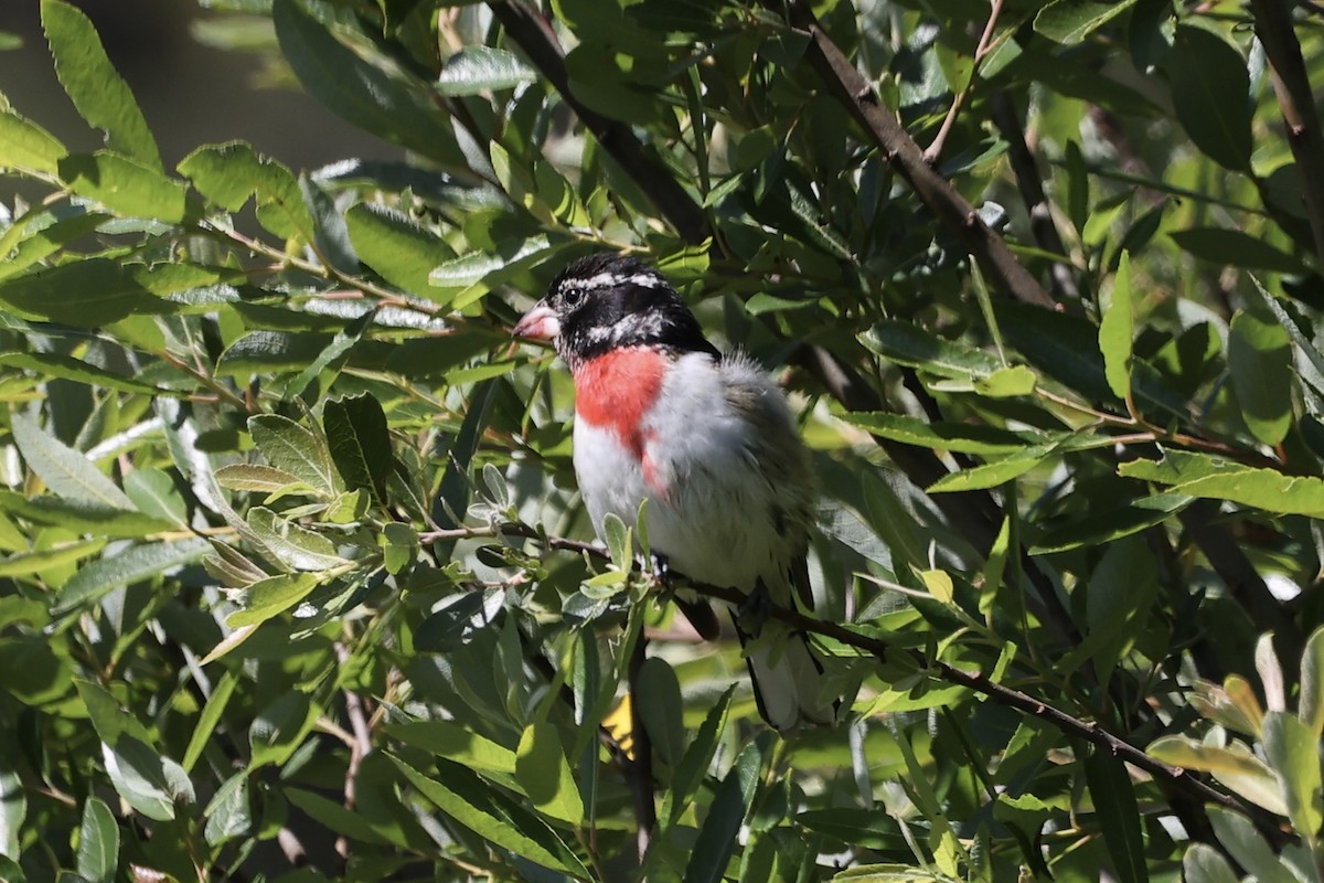 Rose-breasted Grosbeak - ML620361214