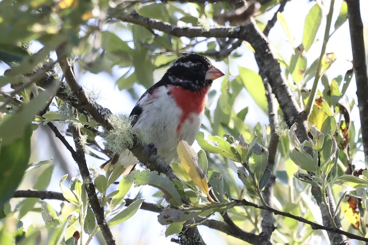 Rose-breasted Grosbeak - ML620361215