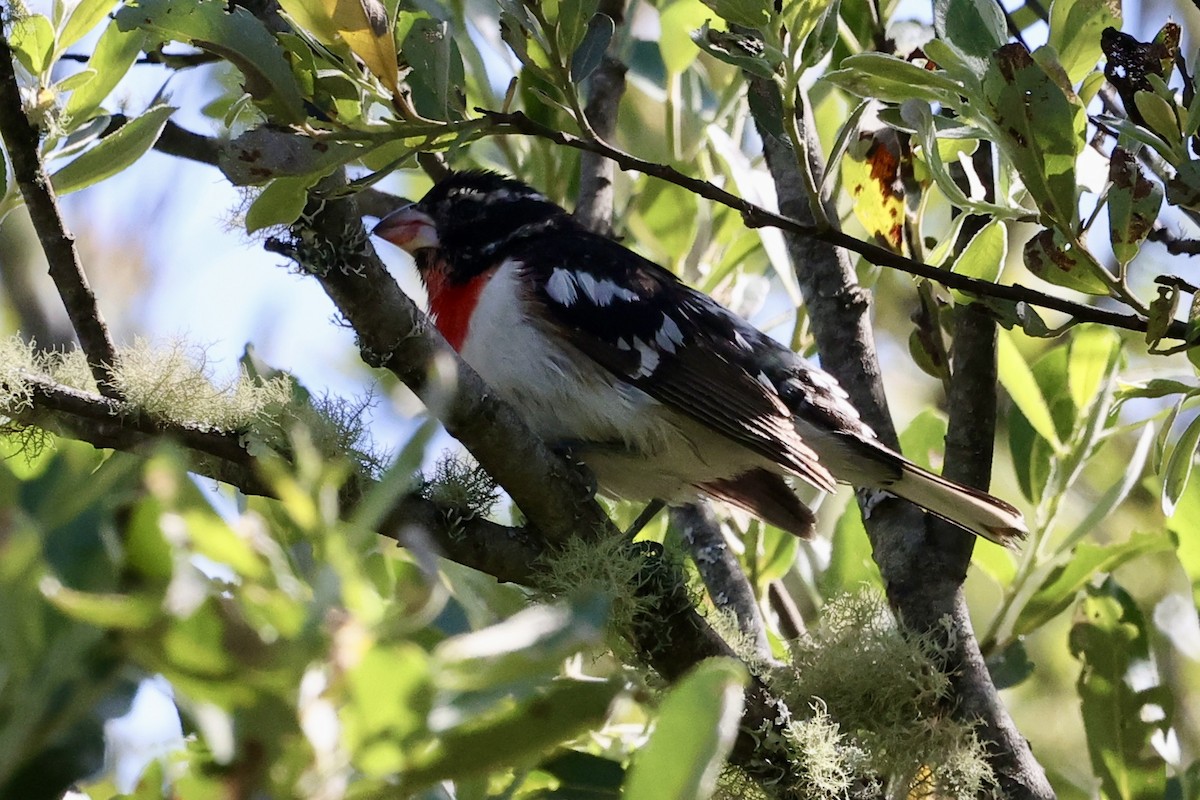 Rose-breasted Grosbeak - ML620361216