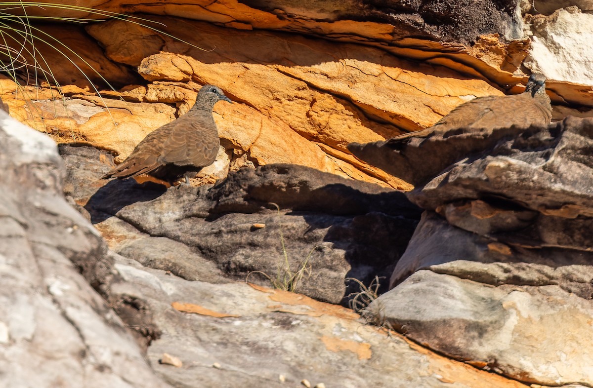 holub kimberleyský - ML620361227