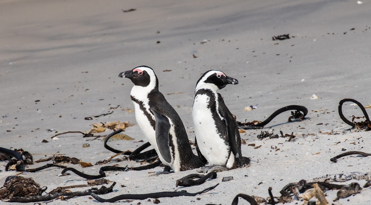 Pingüino de El Cabo - ML620361229