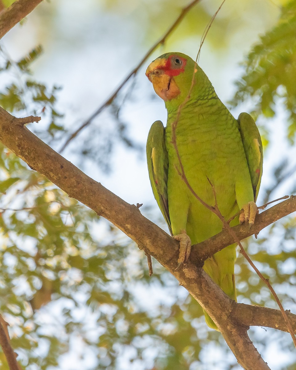 White-fronted Parrot - ML620361239
