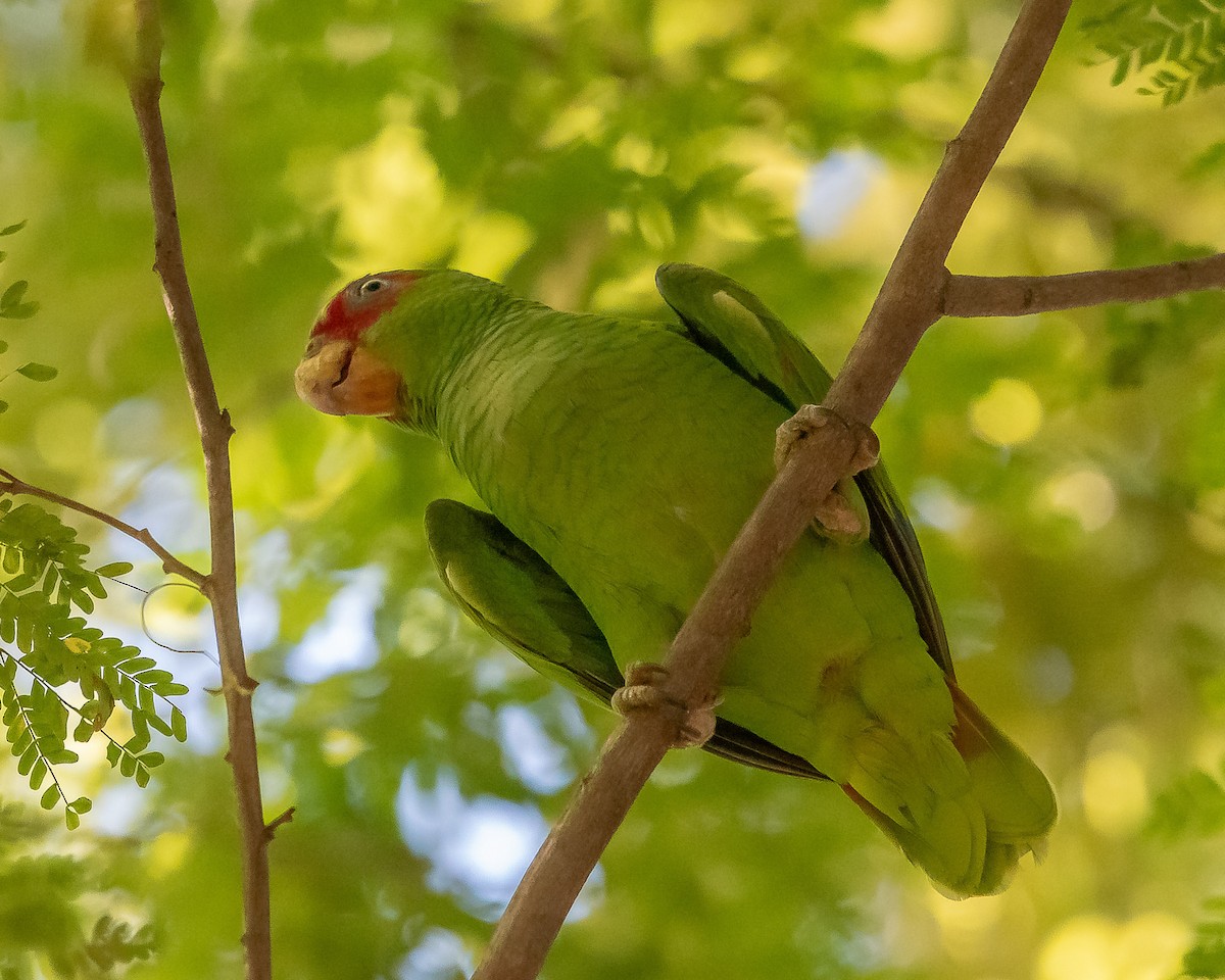White-fronted Parrot - ML620361240