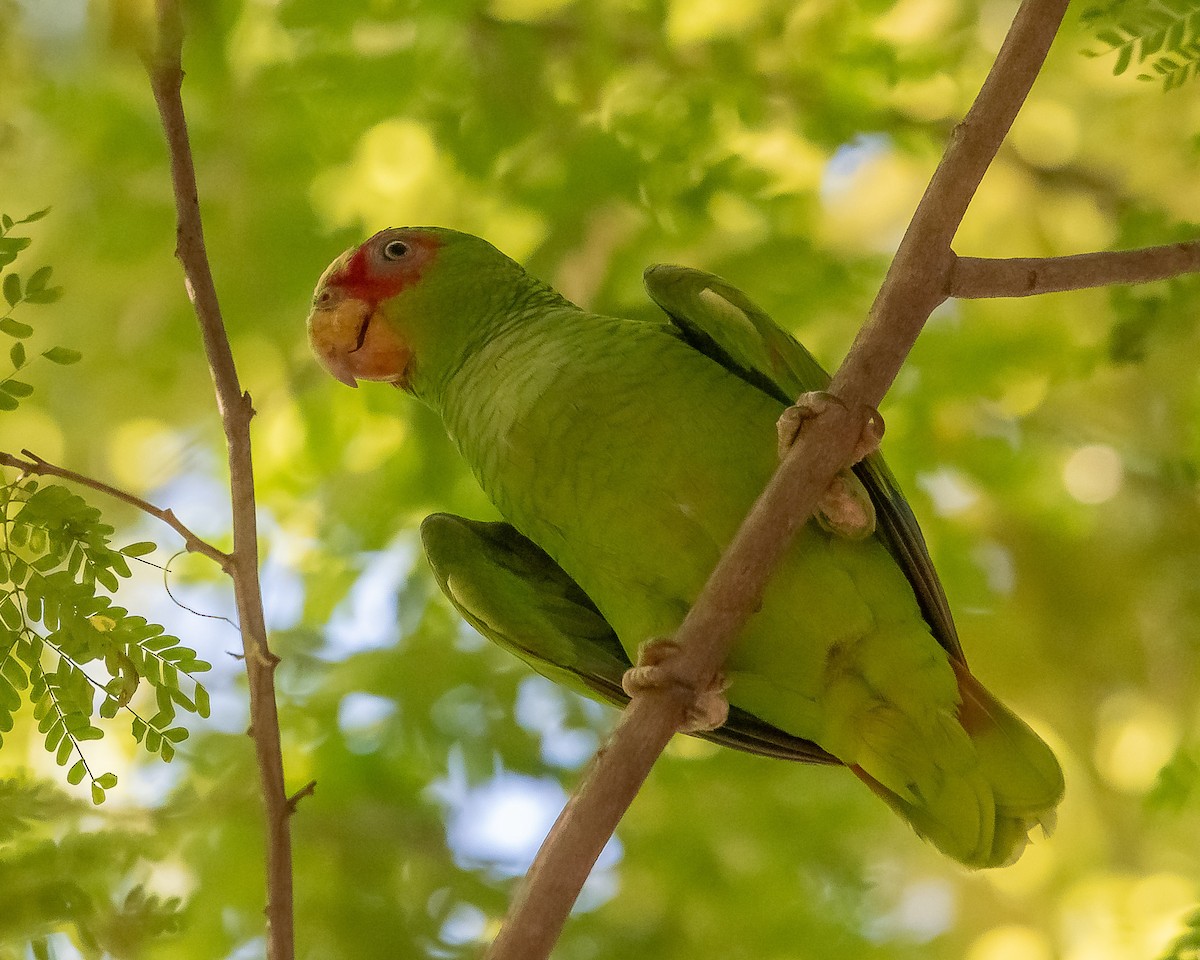 White-fronted Parrot - ML620361241