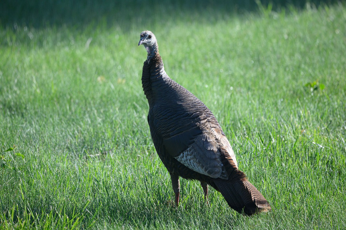 Wild Turkey - ML620361247