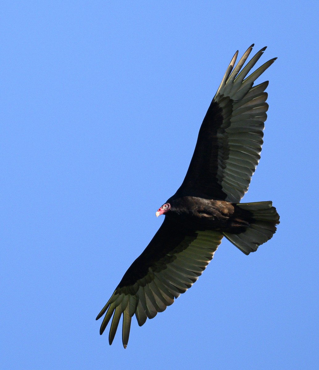 Turkey Vulture - ML620361249