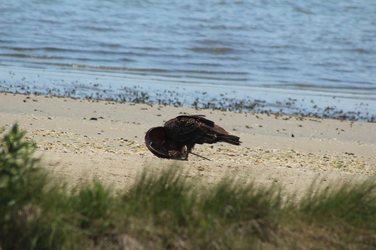 Turkey Vulture - ML620361250