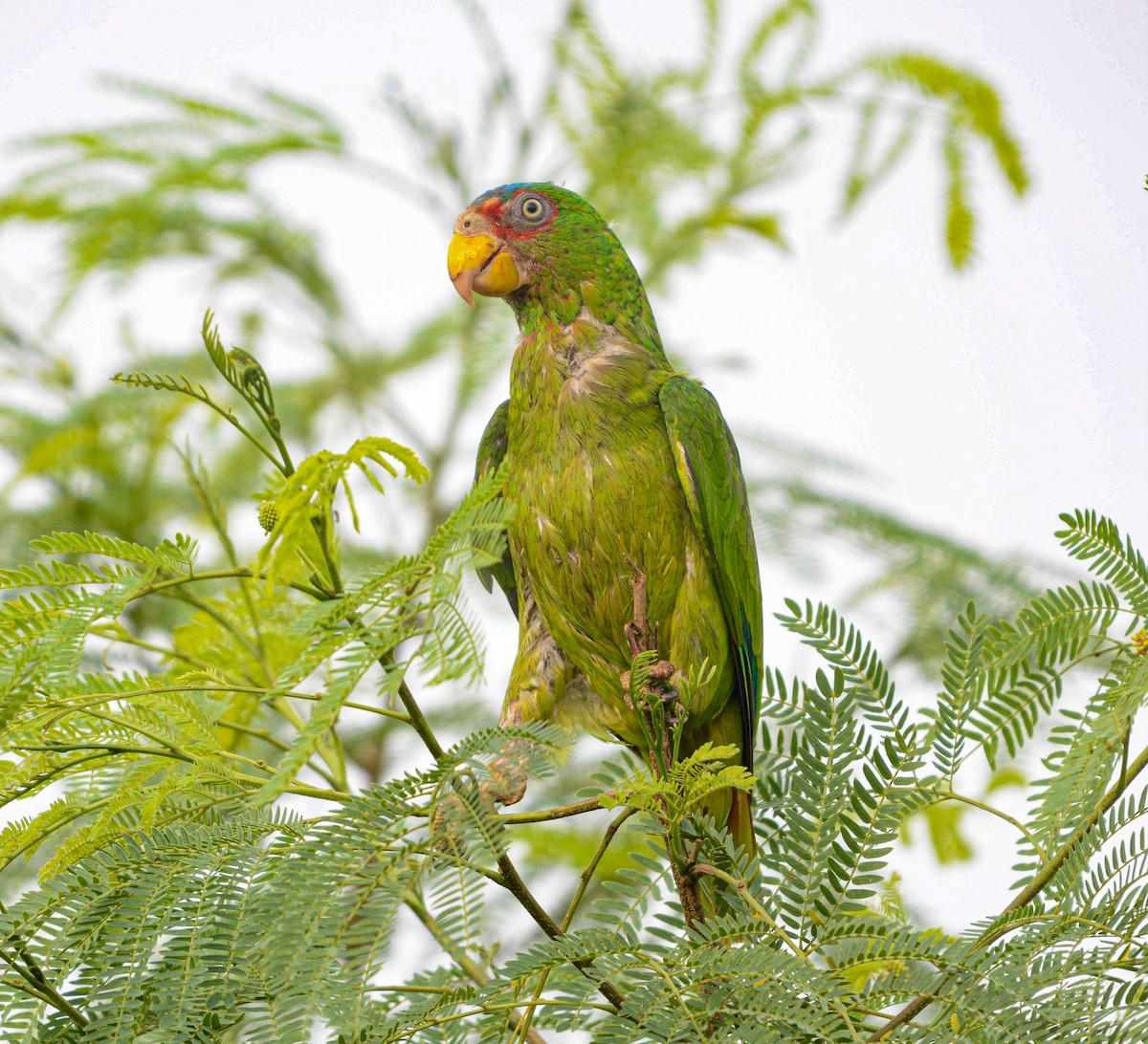 White-fronted Parrot - ML620361255