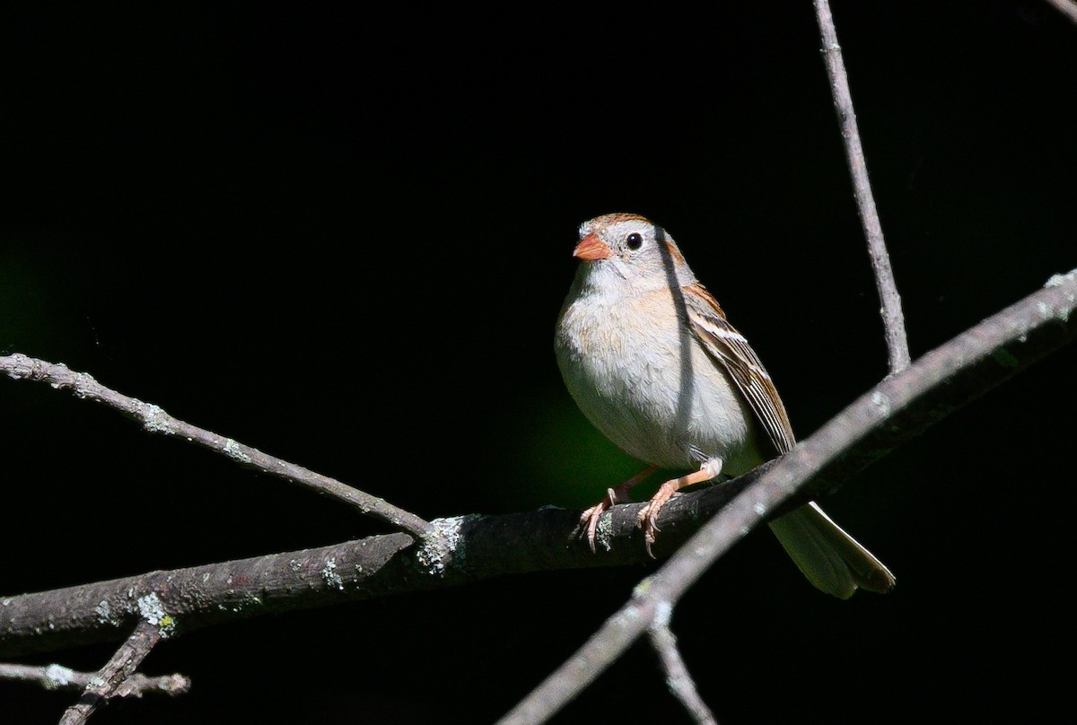 Field Sparrow - ML620361258