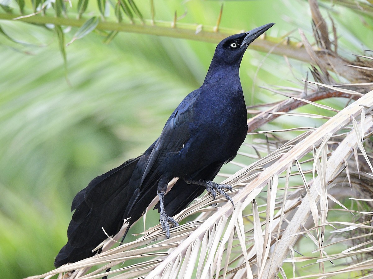 Great-tailed Grackle - ML620361262