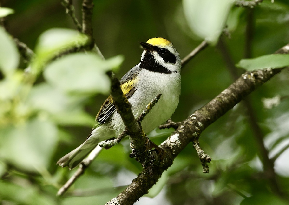 Golden-winged Warbler - ML620361280