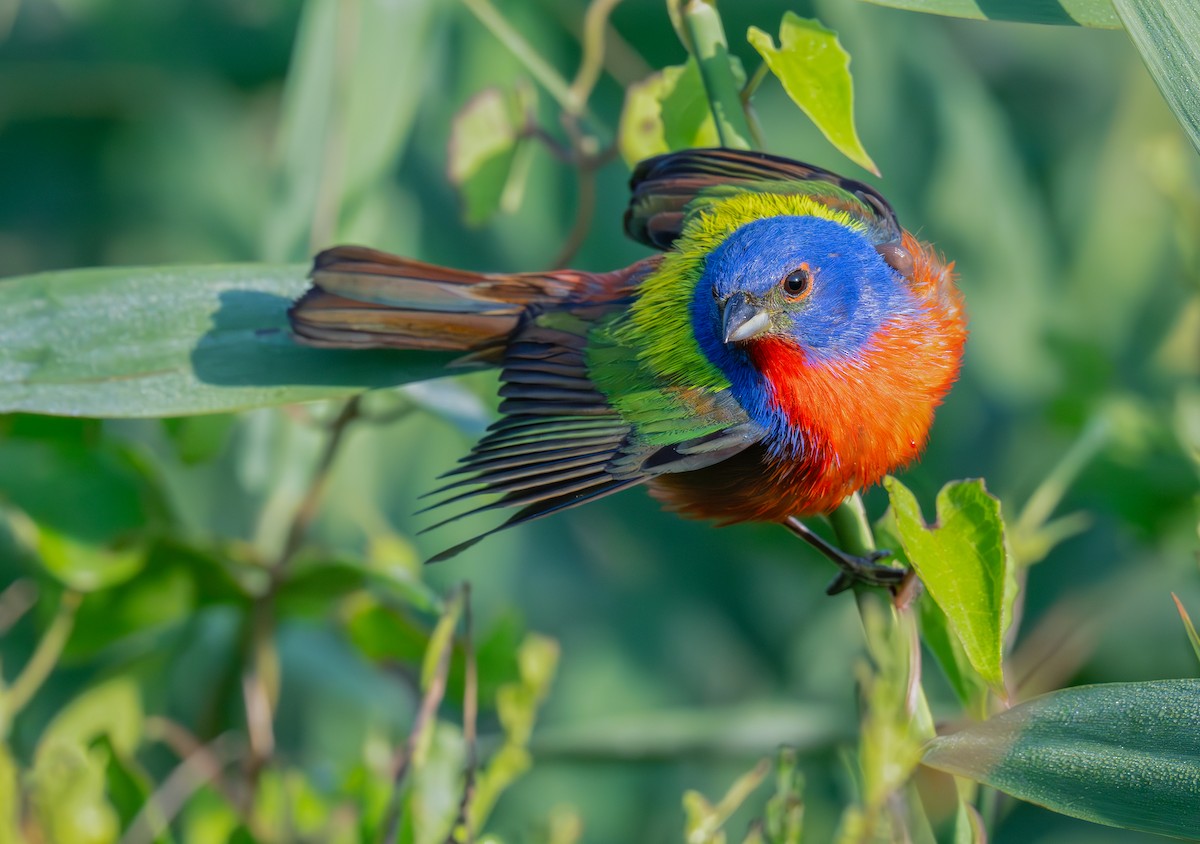 Painted Bunting - ML620361302