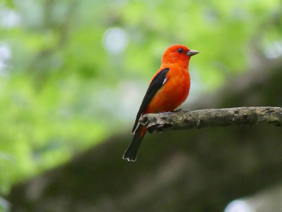 Scarlet Tanager - ML620361311