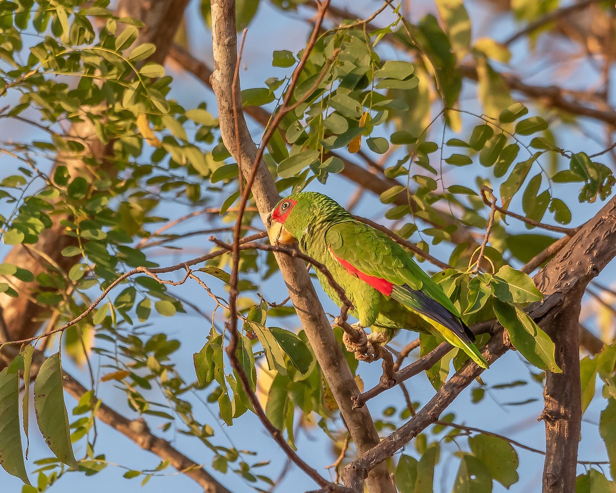 White-fronted Parrot - ML620361312