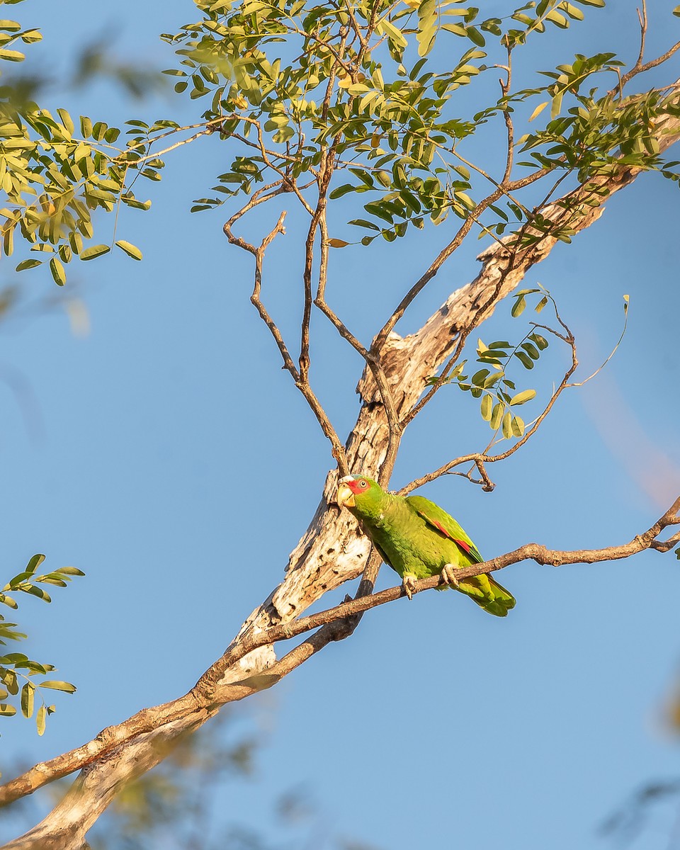 White-fronted Parrot - ML620361313