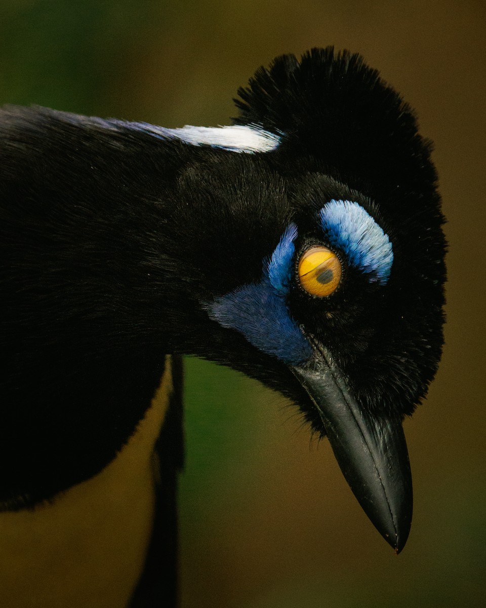 Plush-crested Jay - ML620361319