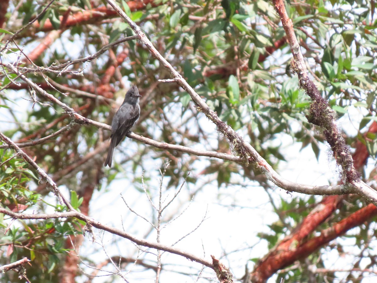 Smoke-colored Pewee - ML620361324