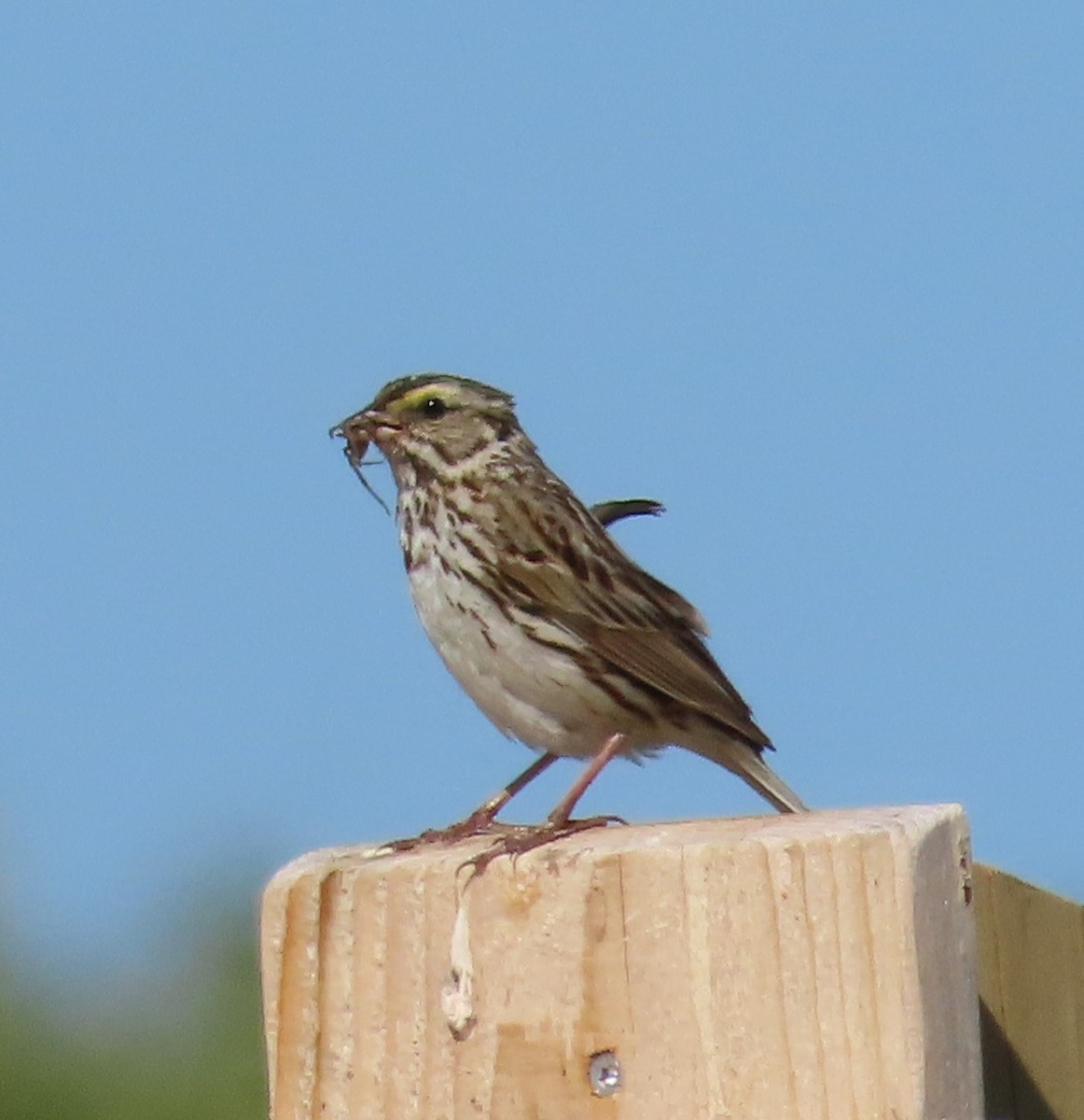 Savannah Sparrow - ML620361327