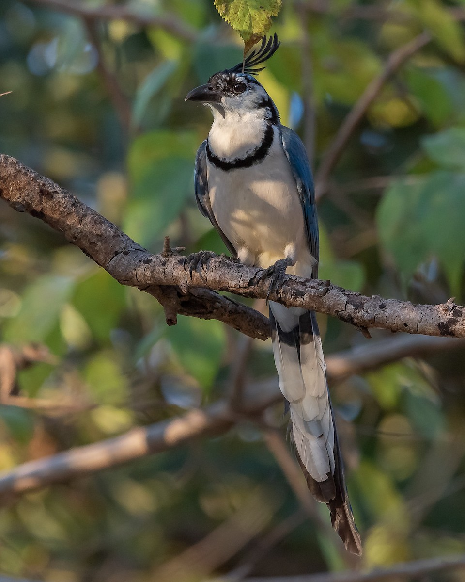 White-throated Magpie-Jay - ML620361335