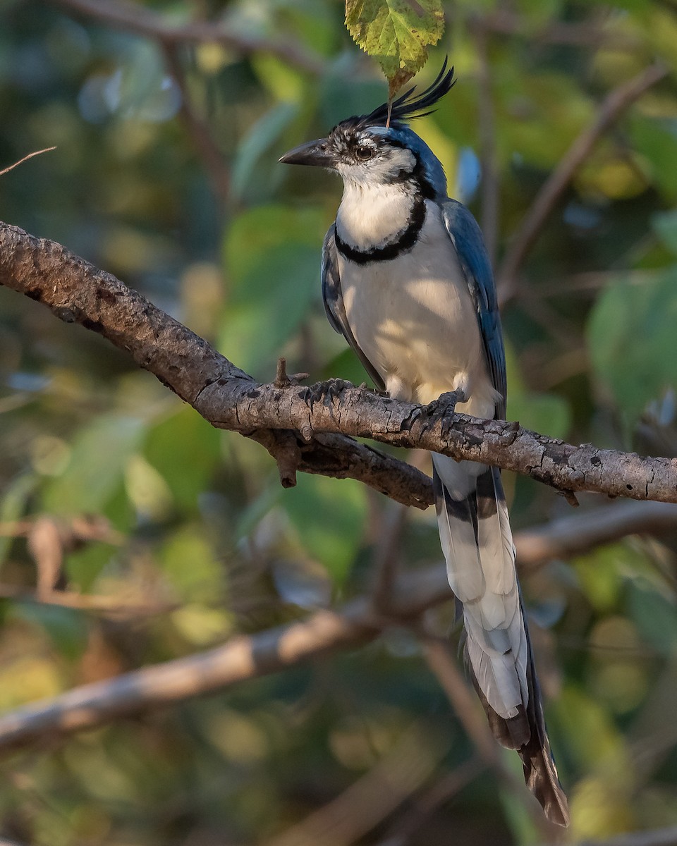 White-throated Magpie-Jay - ML620361336
