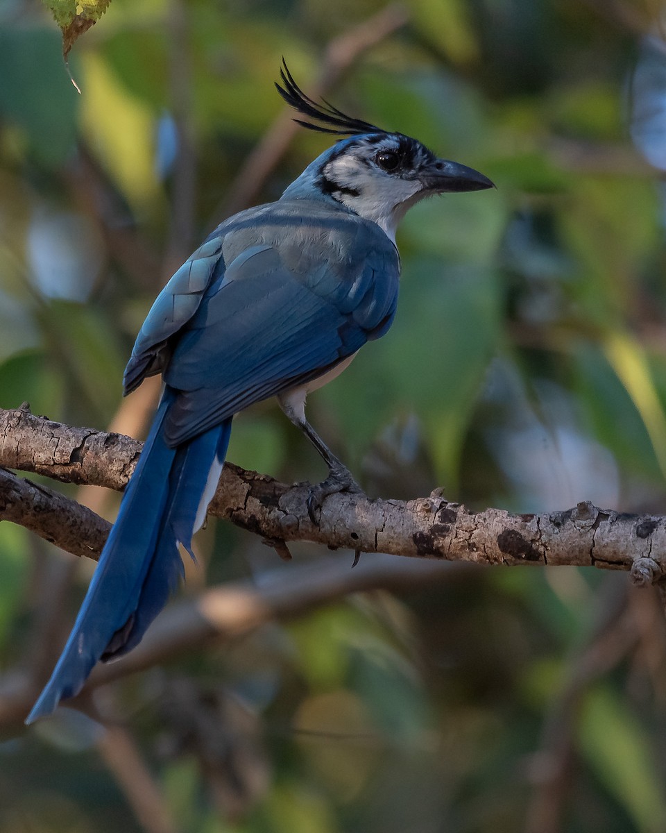 White-throated Magpie-Jay - ML620361340