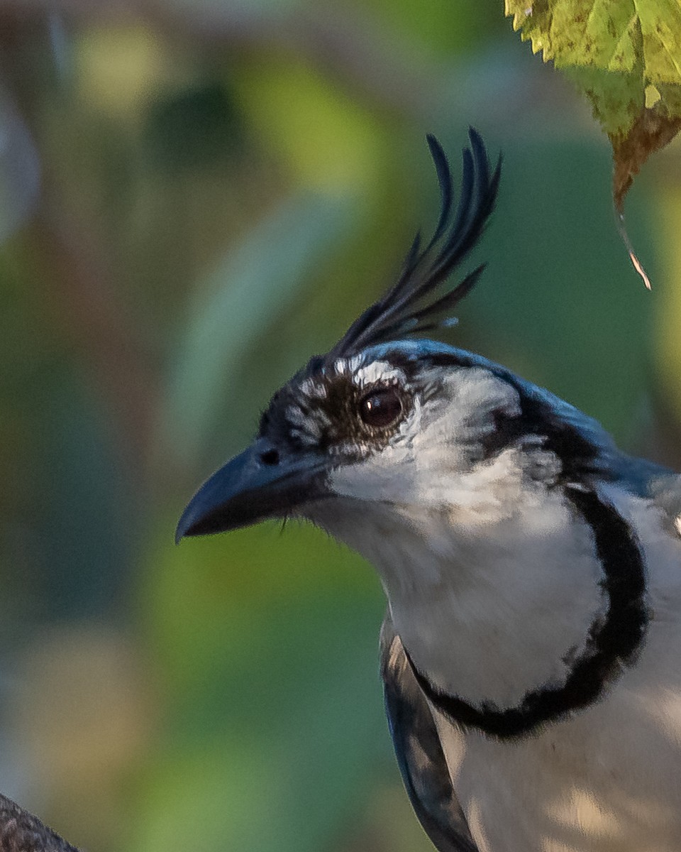 White-throated Magpie-Jay - ML620361341